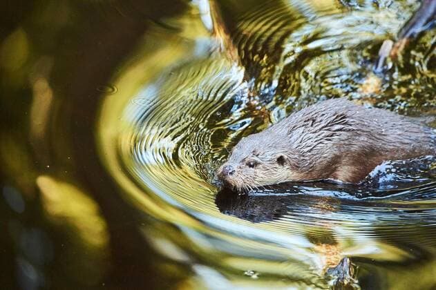 Otters Lutra Lutra at Swimming in a small Lake at Bavarian Forest, Bavaria, Germany, Europe Copyright: imageBROKER Davidx&xMichaxSheldon ibxshe08899517.jpg