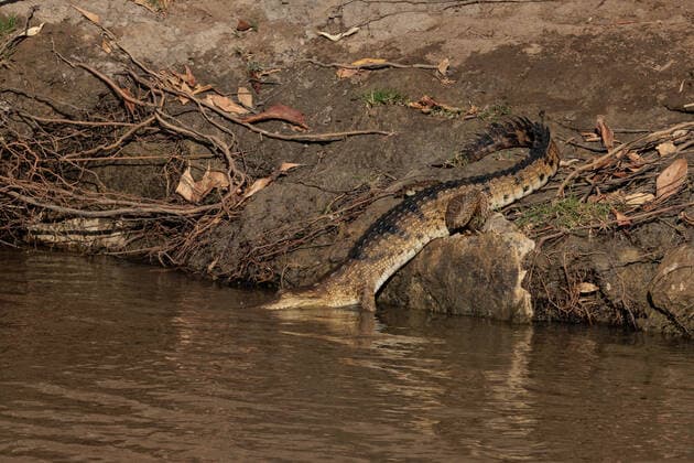 BUNUBA RANGERS, A Johnstone s crocodile or freshwater crocodile is seen in the Danggu Geikie Gorge National Park on the Fitzroy River near Fitzroy Crossing in the Kimberley region of Western Australia on Saturday, October 15, 2022. Bunuba Aboriginal people are the traditional owners and are joint park managers. The Bunuba Rangers, based in Fitzroy Crossing, are an independent group established by the Bunuba Dawangarri Aboriginal Corporation (BDAC) to help manage significant central west Kimberley conservation reserves established on Bunuba country.( NO ARCHIVING, EDITORIAL USE ONLY, NO USE IN BOOKS WITHOUT CONSENT WA AUSTRALIA  Copyright: xRICHARDxWAINWRIGHTx 20221108001745505197