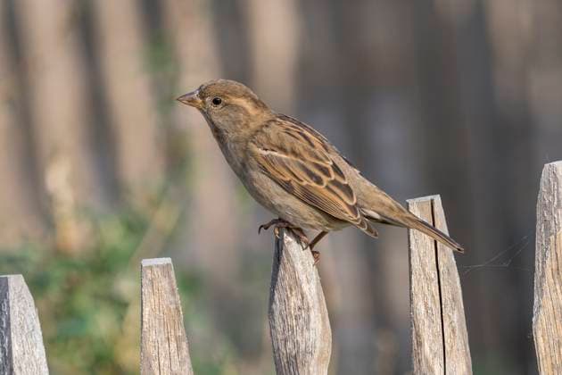 House sparrow, sparrow, Passer domesticus, sparrow, songbird, sitting on the top of a wooden fence, on 31 10 2022 in the Berlin Zoological Garden Zoological Garden Berlin