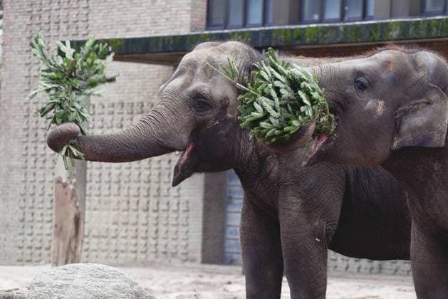 <p>Weihnachtsbäume werden am 13. januar an die Elefanten im Berliner Zoo verfüttert. Deutschland Berlin Copyright: RetoxKlar