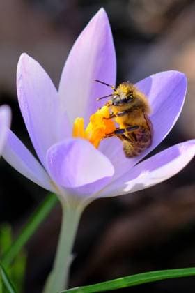 A great food supply for the bee The honey bee sucks nectar from the calyx of the crocus flower , transferring the pollen attached to it and pollinating the next flower with it Eisenärzt Bayern Germany Copyright: xRolfxPossx