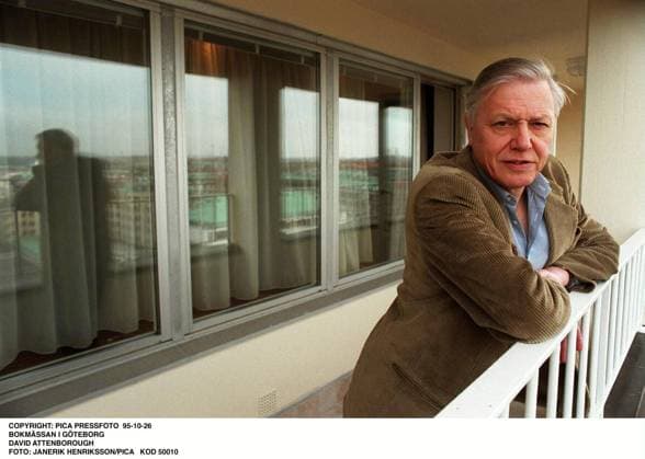 Pica Pressfoto 95 10 28 Author David Attenborough appearance at the Book Fair in Gothenburg, Sweden David Attenborough pa Bokmässan i Göteborg Photo Janerik Henriksson code 50010 Göteborg Sverige x50010x  Copyright: xJanerikxHenrikssonx 50010