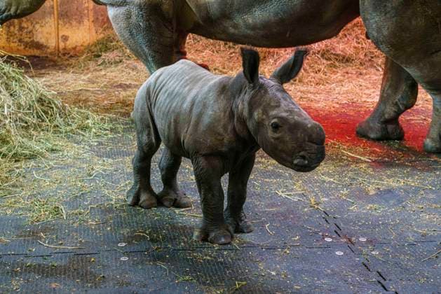 After in 45 years of rhino keeping in Osnabrück Zoo Schölerberg, there is a young animal with the gray giants The little rhino is called Lisbeth, is about a week old, rhino cow Amali and the offspring are doing well At present, both are not yet for visitors to see Lower Saxony Zoo Copyright: xFotostandx xReissx