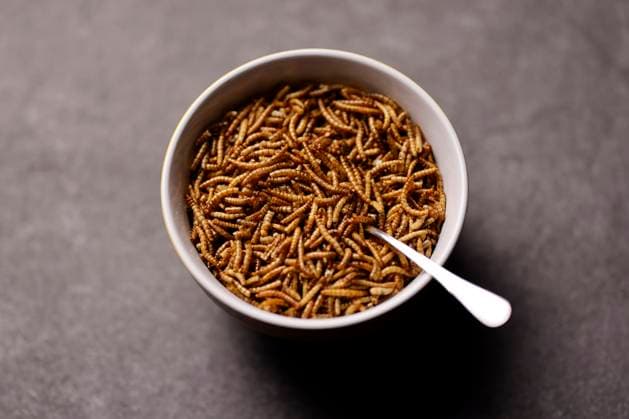 Mealworms in a muesli bowl The EU considers it safe to eat yellow mealworms The Europe-wide approval as food is thus getting closer According to the World Health Organization (WHO), more than 2,100 insect species are edible for humans Topic image, symbol image Cologne, 12 03 2023 NRW Germany Copyright: xChristophxHardtx