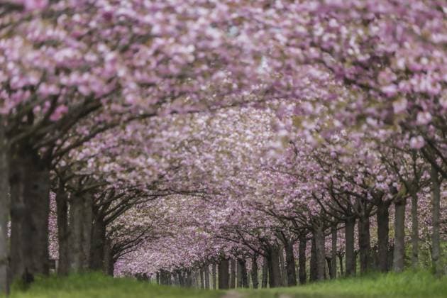 Avenue with cherry trees in Berlin, 02 05 2023 Berlin Germany Copyright: xFlorianxGaertner photothek.dex