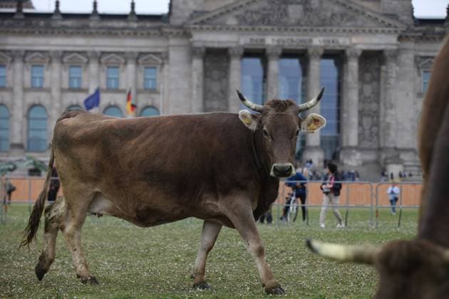 Berlin, Germany, 16 05 2023 The environmental protection organization Greenpeace and the Arbeitsgemeinschaft bäuerliche Landwirtschaft AbL farmers farmers demonstrate with a herd of dairy cows in the government district on the lawn in front of the Reichstag for the promotion of grazing Demonstration Protest Copyright: xdtsxNachrichtenagenturx dts_18963