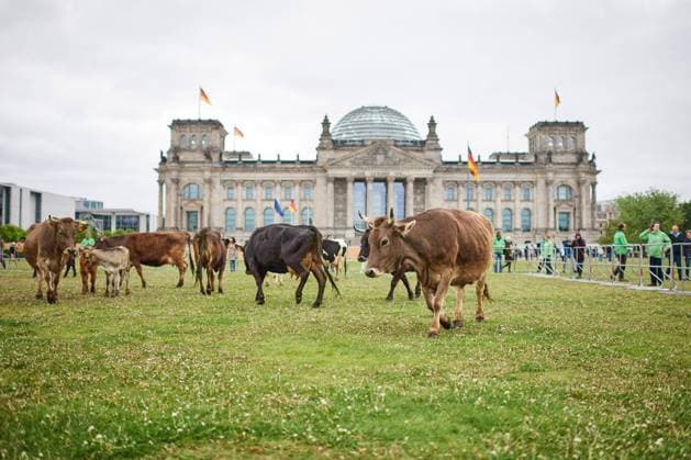 Greenpeace und die Arbeitsgemeinschaft baeuerliche Landwirtschaft (AbL) demonstrieren am Dienstag (16.05.2023) mit einer Herde Milchkuehe auf der Wiese vor dem Reichstagsgebaeude in Berlin. Damit sollten die Vorteile der Weidehaltung bei Milchkuehen verdeutlicht werden, betonten die Arbeitsgemeinschaft baeuerliche Landwirtschaft (AbL) und Greenpeace. Nur noch knapp ein Drittel der Milchkuehe in Deutschland kommt nach Angaben der beiden Verbaende zumindest zeitweise auf die Weide. Und das, obwohl die Weidehaltung besonders artgerecht sei und sich positiv auf die Gesundheit der Tiere und den Erhalt der Artenvielfalt auswirke. Zudem speichere beweidetes Gruenland deutlich mehr klimawirksamen Kohlenstoff im Boden als Ackerboden. Die Rinder auf Copyright: epd-bild ChristianxDitsch epd-Kuehe_Reichstagswiese3-kopieren