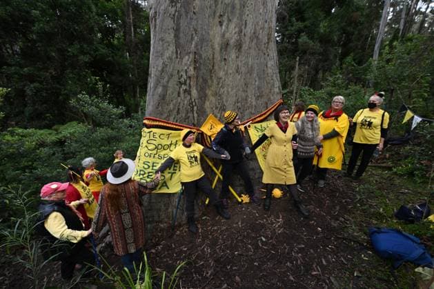 Bilder des Jahres 2023, News June 06 News Themen der Woche KW23 News Bilder des Tages KNITTING NANNAS TREE CUTTING PROTEST, On World Environment Day more than twenty members of the Knitting Nannas conservation and enviromental group wrap Big Spotty, a giant spotted gum, in the North Brooman State Forest near Termiel, south of Sydney, Monday, June 5, 2023. Big Spotty is a 72 metres high,12 metres wide, possibly the tallest spotted gum in the world, dated at around 500 years old. The area in which Big Spotty is growing has been identified for logging which is due to start in September this year. ( NO ARCHIVING, EDITORIAL USE ONLY, NO USE IN BOOKS WITHOUT CONSENT SYDNEY NSW AUSTRALIA Copyright: xDEANxLEWINSx 20230605001807327454