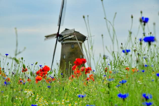 Poppies bloom again Poppies bloom on 7 June 2023 on a field near Neede in the Netherlands In the background you can see the windmill De Ole Mölle Neede Netherlands JK19134