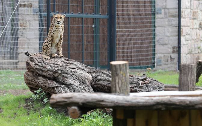 Thueringer Zoopark Erfurt 14 07 2023, Erfurt, Thueringer Zoopark, opening of the cheetah enclosure formerly giraffe enclosure in the picture cheetah Jala 5