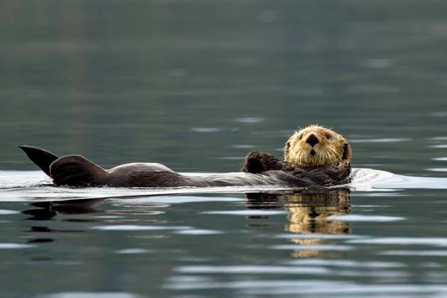 a Seeotter Enhydra Lutris drives at the Back horizontal at the Water surface, Prince William Sound, Alaska, USA, North America Copyright: imageBROKER ThomasxSbampato ibltps09402304.jpg