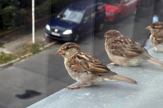 23 07 2023, Berlin, GER Female House Sparrows sitting on a window sill outside, outdoor photo, Berlin, Germany, Europe, european, fauna, window sill, house sparrows, season, nobody, Passer domesticus, QF, landscape, songbirds, summer, sparrows, sparrow bird, animals, animal kingdom, wildlife, birds, female, Western Europe, wildlife 230723D