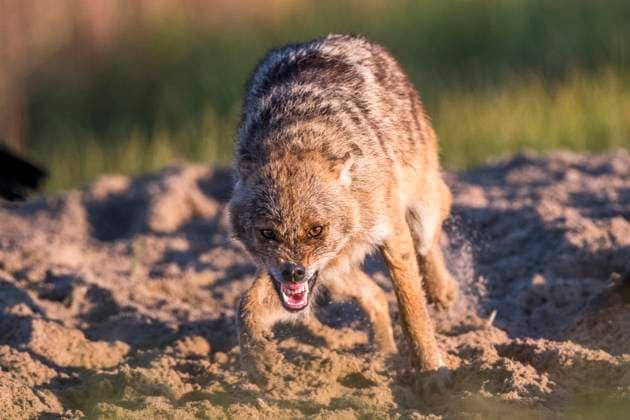 european Jackal, Eurasian Jackal, european Gold Jackal, european Golden Jackal, Golden Jackal, Gold Jackal Canis aureus moreoticus, Canis moreoticus , digs in sandy Floor and fletscht the Teeth, Front view, Romania, Danube Delta EURASIAN Golden jackal, European Jackal Canis aureus moreoticus, C Copyright: xblickwinkel AGAMI O.xDiezx