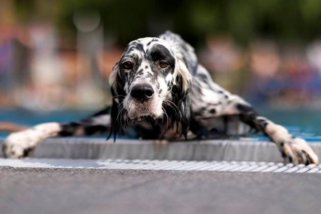 Dogs at the 9 Cologne dog swim in the Stadion outdoor pool At the end of each outdoor pool season, dogs are also allowed in the Cologne Stadion pool Cologne, 17 09 2023 NRW Germany Copyright: xChristophxHardtx
