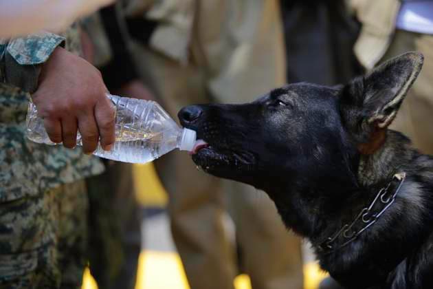 September 22, 2023, Mexico City, Mexico City, Mexico: Roko canine binomial of the Mexican Army Mexico City Mexico - ZUMAs310 20230922_zip_s310_011 Copyright: xLuisxExSalgadox