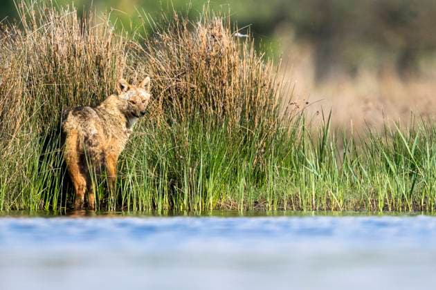 european Jackal, Eurasian Jackal, european Gold Jackal, european Golden Jackal, Golden Jackal, Gold Jackal Canis aureus moreoticus, Canis moreoticus , is on Gewaesserrand and looks itself um, Romania, Danube Delta EURASIAN Golden jackal, European Jackal Canis aureus moreoticus, Canis moreoticus , stands AT The Waterside to peering, Rom Copyright: xblickwinkel AGAMI O.xDiezx
