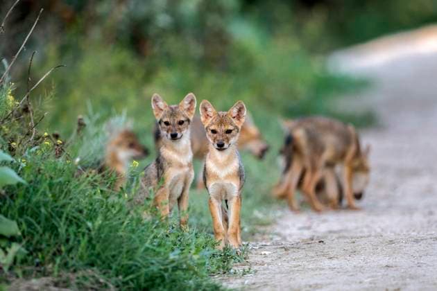 european Jackal, Eurasian Jackal, european Gold Jackal, european Golden Jackal, Golden Jackal, Gold Jackal Canis aureus moreoticus, Canis moreoticus , Boy Jackals on Roadside, Romania, Danube Delta EURASIAN Golden jackal, European Jackal Canis aureus moreoticus, Canis moreoticus , Juveniles ON The wayside, Romania, Danube Delta BLWS694119 Copyright: xblickwinkel AGAMI O.xDiezx