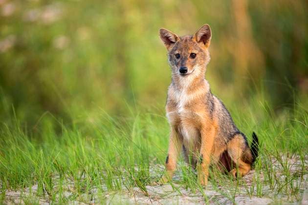 european Jackal, Eurasian Jackal, european Gold Jackal, european Golden Jackal, Golden Jackal, Gold Jackal Canis aureus moreoticus, Canis moreoticus , Puppy sits at Grass, Front view, Romania, Danube Delta EURASIAN Golden jackal, European Jackal Canis aureus moreoticus, Canis moreoticus , whelp Sitting ON grass, Front view, Romania, Danube Copyright: xblickwinkel AGAMI O.xDiezx