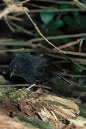 Karure ist Neuseelands Vogel des Jahres, Archivbilder CHATHAM ISLAND ROBIN CHATHAM ISLAND ROBIN ringed bird Petroica traversi named Crunch Critically endangered About 30 left, confined to Mangare & nearby islands of New Zealand, Credit:ANT Avalon  Copyright: xANTx xAvalonx 0516778173