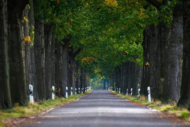 Alleenstrasse DEU Germany Saxony Bluno, 13 10 2023, avenue with old oak trees near Bluno in Lusatia, symbol photo Alleenstrasse AF_IMG_15561.jpeg