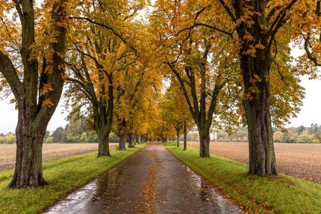 Rainy weather in Hesse When it rains, the fir forest avenue with the autumnal colored chestnut trees appears dull and wet , Bad Homburg Hesse Germany