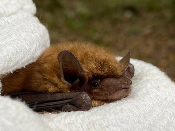 An elderly bat has been rescued after clinging to a bar for three days during a storm. The bat, who has since been named Bea Arthur, was discovered clinging to a metal fence in Gilbertsville, Pennsylvania by a passerby. The poor old girl was hanging on for three days,? explained Stephanie Stronsick, founder and executive director of Pennsylvania Bat Rescue. She was found by the homeowner, who messaged us on Facebook after finding her hanging out in the open, exposed to predators and soaking wet from the previous night s storm.? With the utmost care, the rescuer employed gloves and a thick cloth to gently free Bea from her perilous perch, subsequently transporting her to the rehabilitation centre operated by the rescue organisat Copyright: xx 53204304