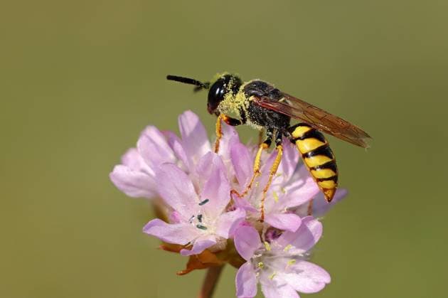 Beewolf, european Beewolf Philanthus triangulum, Philanthus apivorus , at Thrift Armeria, Germany, Mecklenburg Western Pomerania Bee Killer wasp, Bee Killer Philanthus triangulum, Philanthus apivorus , ON thrift, Armeria, Germany, Mecklenburg Western Pomerania BLWS698802 Copyright: xblickwinkel H.xDutyx