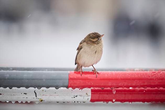 Berlin, snow and winter A sparrow sits on a fence at Pariser Platz on 06 12 2023 in Berlin Berlin Germany