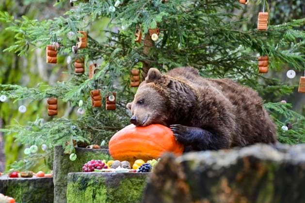 Bilder des Jahres 2023, Entertainment 12 Dezember Entertainment Themen der Woche KW51 Entertainment Bilder des Tages Traditional Bear Christmas took place at Medvedarium (bear enclosure) at Cesky Krumlov Castle and Chateau, Czech Republic, on December 24, 2023. In the moat where the three bears live, Jan Cerny, a bear breeder, and his friends prepared Christmas trees, which they decorated with various delicacies. They then put more food in other places in the enclosure. People could watch the oldest bear, Maria Theresa, and the younger ones, Vilem and Polyxena. For the second year, the Schwarzenberg Grenadier Guard of Honour supervised the Christmas feeding. (CTKxPhoto VaclavxPancer) CTKPhotoP2023122402792 CTKPhotoP2023122402792