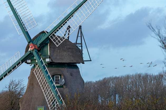 Windmill Charlotte, Flying Swans, Goldhöft, Geltinger Birk, Gelting, Schleswig Holstein, Germany, Europe Copyright: imageBROKER SiegfriedxKuttig ibxshg10000895.jpg