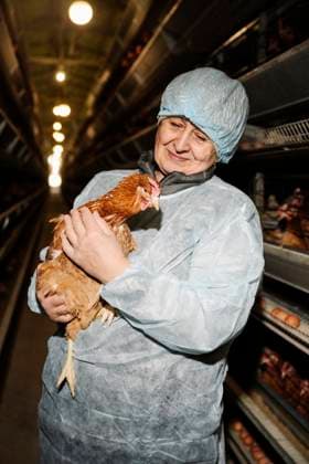 Smiling veterinarian examining hen in poultry model released, Symbolfoto property released, EYAF02888