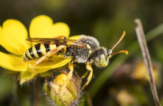 Guaranteed Wespenbiene Nomada succincta , sits at a yellow Blue, Germany Yellow Legged Nomad Bee Nomada succincta , sits ON a Yellow flower, Germany BLWS703971 Copyright: xblickwinkel W.xWillnerx