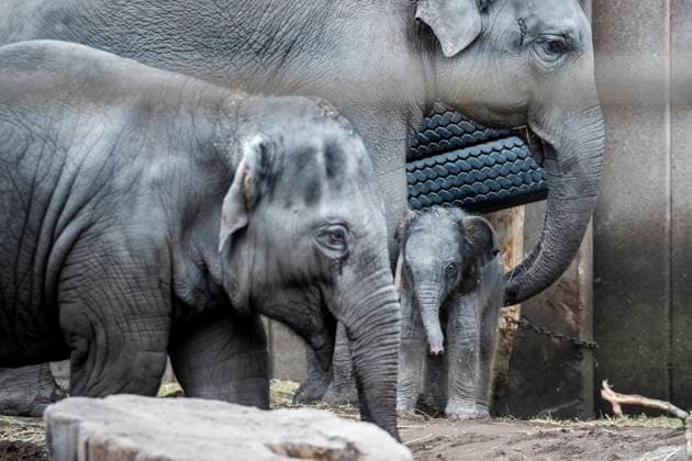 A new female baby elephant in Copenhagen ZOO, Denmark, Tuesday February 20, 2024 On the night of Tuesday, a baby elephant was born in Copenhagen Zoo The mother is 16 year old Maha Kumari and the fathers name is Fahim The birth of the little cub went naturally with the whole pack involved as  Copyright: RitzauxScanpix IdaxMariexOdgaardx spdk20240220-143640-L