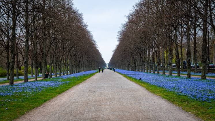 Scilla flowers in the Georgengarten At the beginning of spring, the blue flowers of the Scilla blossom to the right and left of the avenue in the Georgengarten in Hanover Copyright: xBerndxGüntherx