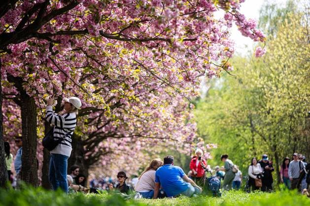 The TV Asahi cherry blossom avenue on the border between Berlin Lichterfelde and Teltow in Brandenburg on April 13, 2024 people in the avenue TV Asahi cherry blossom avenue