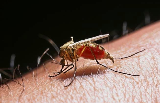 Mosquito (Aedes punctor) female drawing.......... Mosquito (Aedes punctor) female drawing blood from a human arm. No.4 in series of 4. Surrey, England,  Copyright: xKimxTaylorx xAvalonx 0546533830