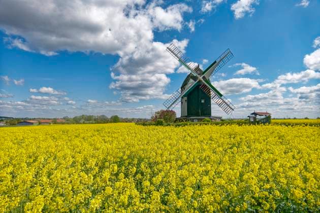 Windmill, built in 1848, now privately owned, reconstructed in 1985, The mill, built in 1848, was used for grinding grain until 1952 Spring, rape fields, Eimersleben, East Germany, Saxony-Anhalt, Germany,