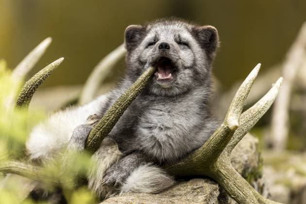 a Fox Looks Like IT IS Laughing while Lying in antlers, Arctic Fox Alopex lagopus Copyright: imageBROKER RonaldxWittek ibxron10747698.jpg