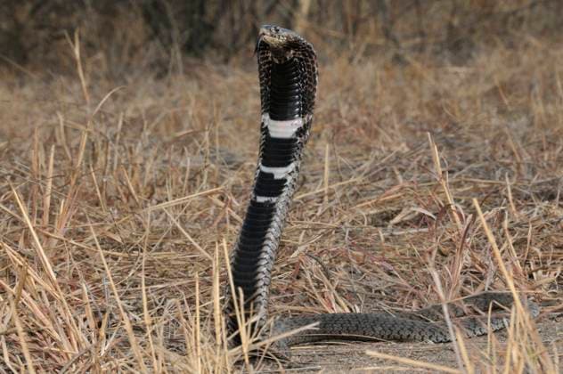 Rinkhals (Hemachatus haemachatus) spread.......... Rinkhals (Hemachatus haemachatus) spreading hood, Kruger National Park, Limpopo Province, South Africa,  Copyright: xAndreax&xAntonellaxFerrarix xAvalonx 0544313520