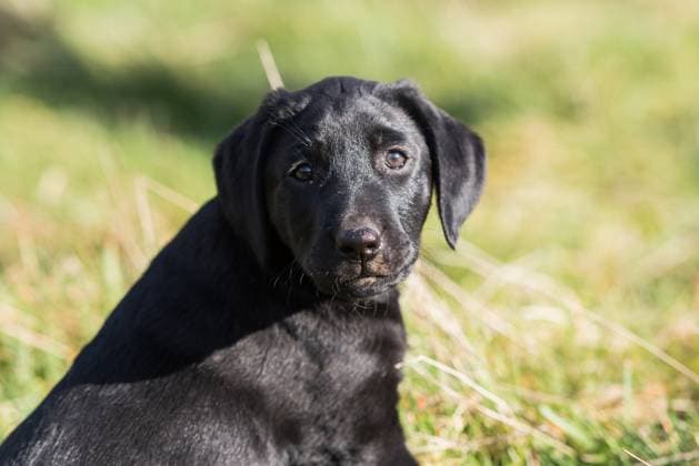 Black Labrador puppy portrait ,model released, Symbolfoto