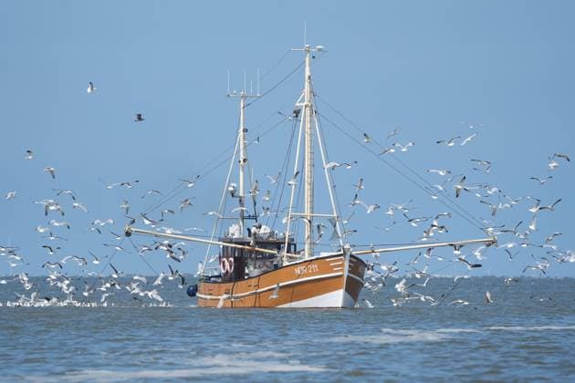 Fishing cutter in the North Sea near Norderney on its way to the harbor is besieged by seagulls due to the abundant catch Norddeich 18 07 2024 Fishing cutter trip to the seal banks near Juist Noderney