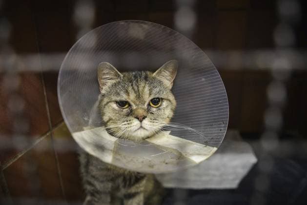 Animal shelters in NRW are overcrowded FOR EDITORIAL PURPOSES ONLY EDITORIAL USE ONLY p Cat Anuk on Wednesday, July 31, 2024 at the Albert Schweitzer animal shelter in Essen Animal shelters in NRW are overcrowded Germany NRW Essen Copyright SocratesxTassos Copyright: SocratesxTassos doc7wjdabpca3auyha690q ,EDITORIAL USE ONLY Copyright: SocratesxTassos