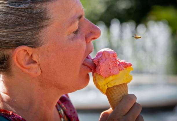 07 08 2024, Ice cream cone with mango and raspberry Ice cream from an ice cream parlor in Bad Wörishofen in the hand of a woman A wasp is approaching 07 08 2024, Ice cream cone 07 08 2024, Ice cream cone