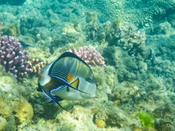 fish swim above the coral reef, the underwater world of the Red Sea., The fish swim above the coral reef, the underwater world of the Red Sea., The fish swim above the coral reef, the underwater world of the Red Sea., 21.02.2024, Copyright: xavstraliavasinx Panthermedia36787837.jpg 