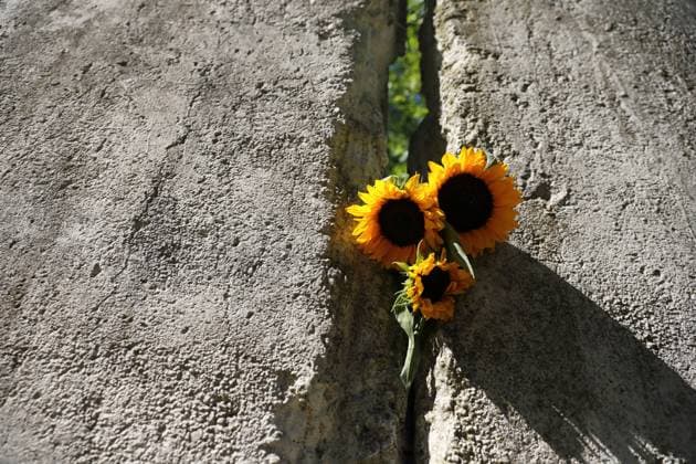 Sunflowers stuck in a Wall segment on the occasion of the 63rd anniversary of the construction of the Berlin Wall at the Wall memorial at Griebnitzsee in Potsdam, August 13, 2024 63 years of the construction of the Wall