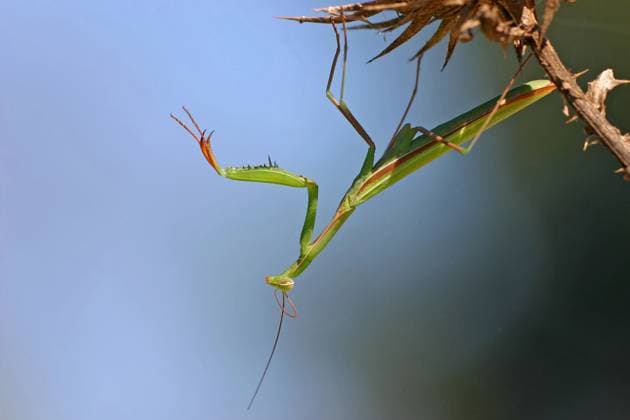 european Praying mantis, Praying Mantis Mantis religiosa , sits at a Thistle, Germany, Bathing Wuerttemberg, Kaiserstuhl European preying Mantis Mantis religiosa , Sitting ON a thistle, Germany, Bathing Wuerttemberg, Kaiserstuhl BLWS716786 Copyright: xblickwinkel McPHOTO M.xSchaefx