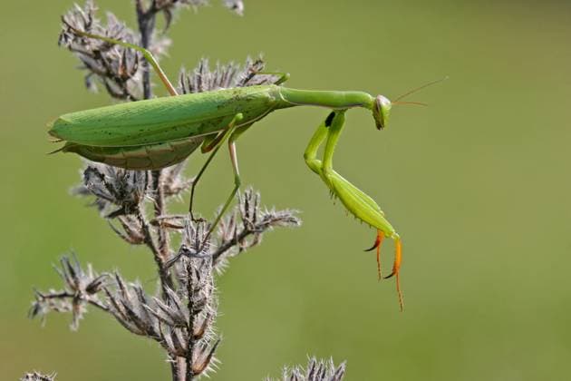 european Praying mantis, Praying Mantis Mantis religiosa , sits at a Thistle, Germany, Bathing Wuerttemberg, Kaiserstuhl European preying Mantis Mantis religiosa , Sitting ON a thistle, Germany, Bathing Wuerttemberg, Kaiserstuhl BLWS716784 Copyright: xblickwinkel McPHOTO M.xSchaefx