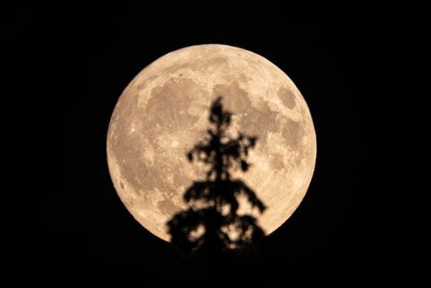 Supermoon in the Taunus The rising full moon can be seen behind the top of a spruce tree in the forest on the Großer Feldberg , Schmitten Hessen Germany