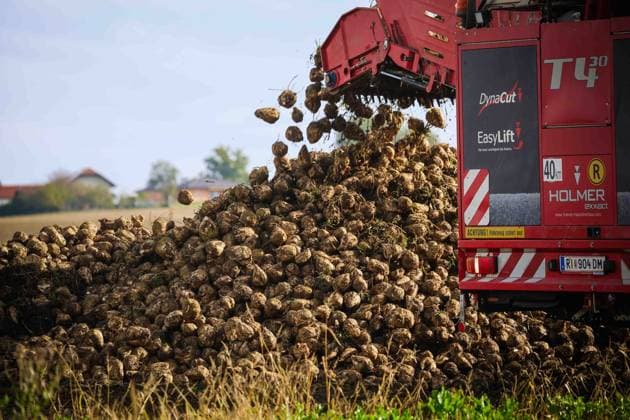 01 10 2024, Ried im Innkreis, AUT, On the road in Upper Austria, symbol picture, theme picture, various theme pictures, sugar beet harvest, agriculture, in the picture harvest, sugar beet, beet, harvesting machine, field, agriculture, fields, October, beet, turnip,