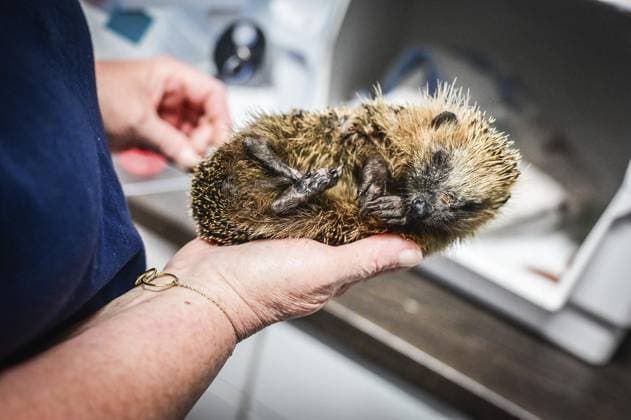 Haus der Igel in Krefeld FOR EDITORIAL PURPOSES ONLY EDITORIAL USE ONLY p A hedgehog with a mown-off claw and a wound on its nose is nursed back to health at Haus der Igel in Krefeld on Wednesday, October 2, 2024 Hedgehogs are getting worse and worse In addition to the dangers posed by mowin Copyright: SvenjaxHanusch doc7xftiyzw36w1iztpr8px ,EDITORIAL USE ONLY Copyright: SvenjaxHanusch